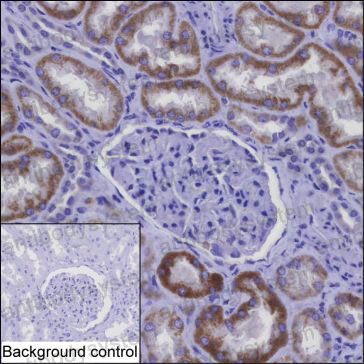 Валидация AntibodySystem RHN73704