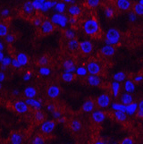 Валидация Elabscience E-AB-22010