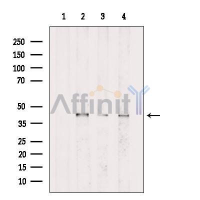 Валидация Affinity DF6680 - 18173