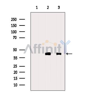 Валидация Affinity DF6640 - 18111