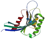 RAB13, Member RAS Oncogene Family (RAB13)