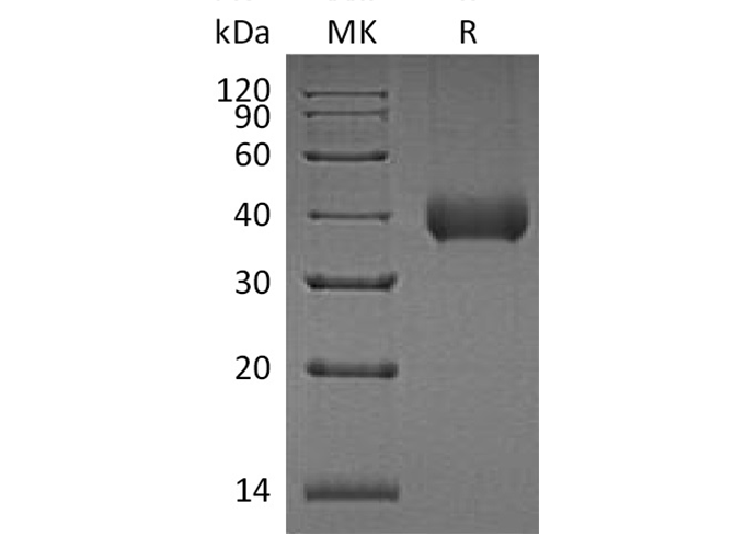 Валидация Elabscience PKSH033404(3731)