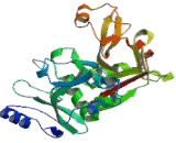 Calpain 1, Large Subunit (CAPN1)