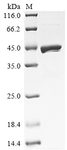 SDS-PAGE