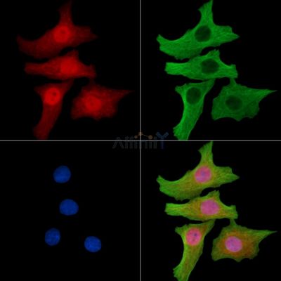 Валидация Affinity DF14561 - 10558