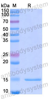 Валидация SDS-PAGE - AntibodySystem RHE38301