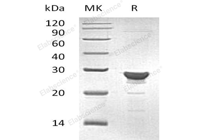 Валидация Elabscience PKSH032732(3159)