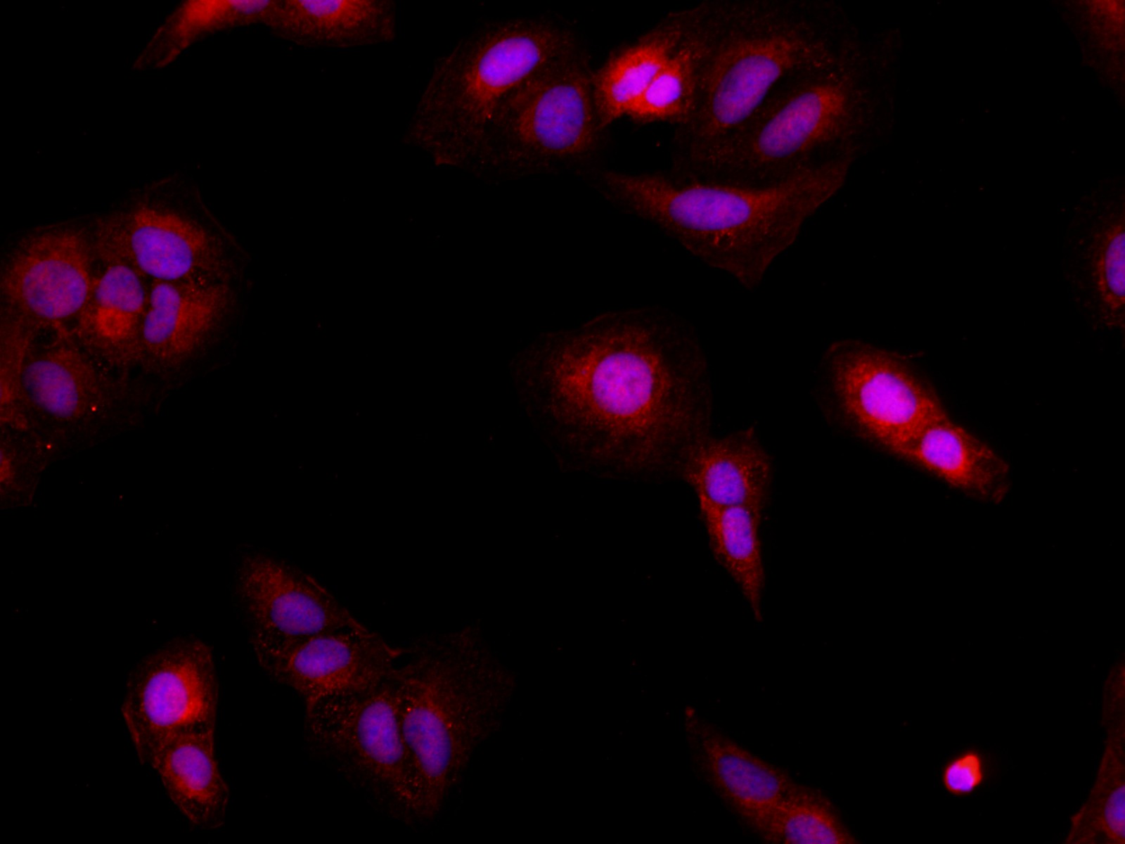 Иммунофлуоресценция, BRCA2, клетки U-2OS