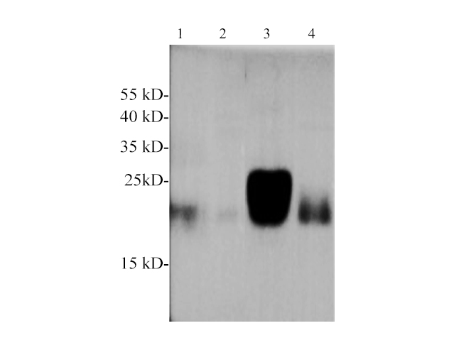 Вестерн-блоттинг, Glutathione Peroxidase 1, клетки THP-1, 293T, ткань печени крысы и мозга мыши