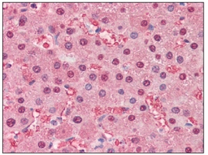 Валидация AssayVector ARM1905(2645)