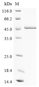 SDS-PAGE