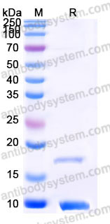 YHC79102, SDS-PAGE
