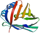 Fatty Acid Binding Protein 5, Epidermal (FABP5)