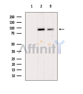 Валидация Affinity DF15343 - 11642