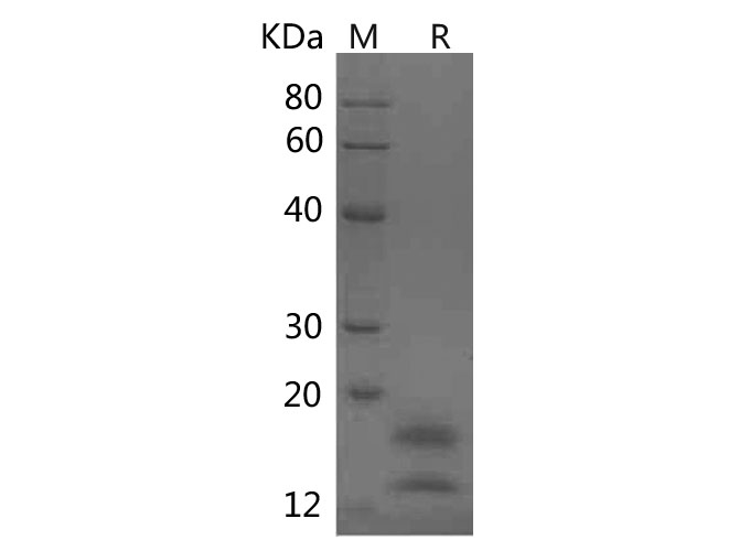 Валидация Elabscience PDMH100373(979)
