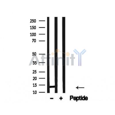 Валидация Affinity AF4654 - 2268