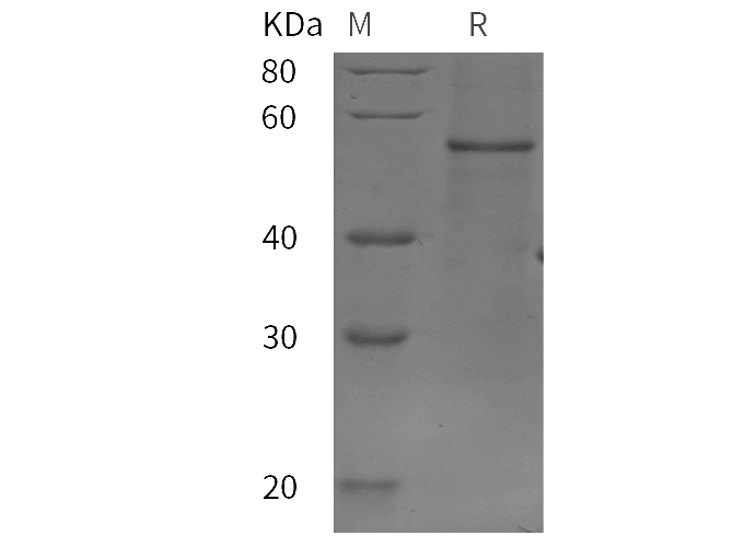 Валидация Elabscience PDER100233(763)
