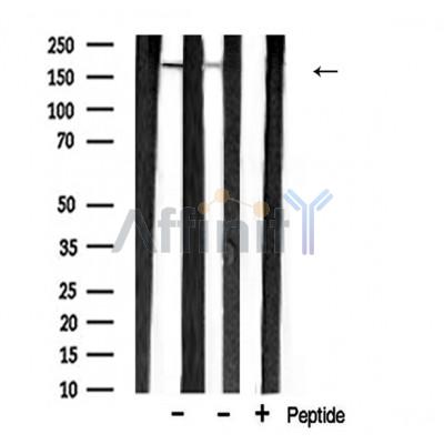 Валидация Affinity AF5156 - 2557