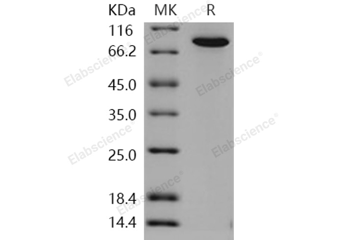 Валидация Elabscience PKSH031259(2007)