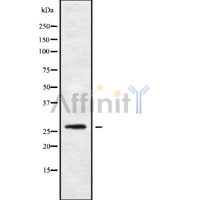 Валидация Affinity DF9411 - 21960