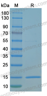 YHP19501, SDS-PAGE