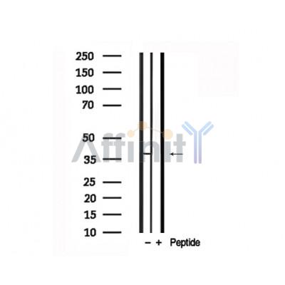 Валидация Affinity AF7705 - 4394