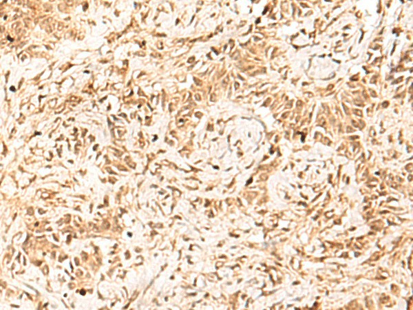 Валидация Elabscience E-AB-18087