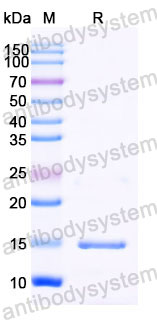 Валидация SDS-PAGE - AntibodySystem RHC13906