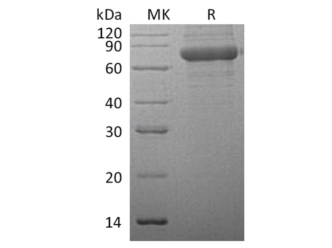 Валидация Elabscience PKSH033493(3797)