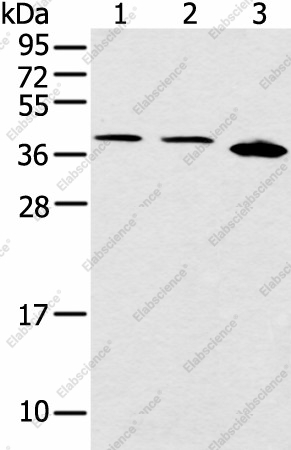 Вестерн-блоттинг, CCNG1, клетки Jurkat, HeLa и 231