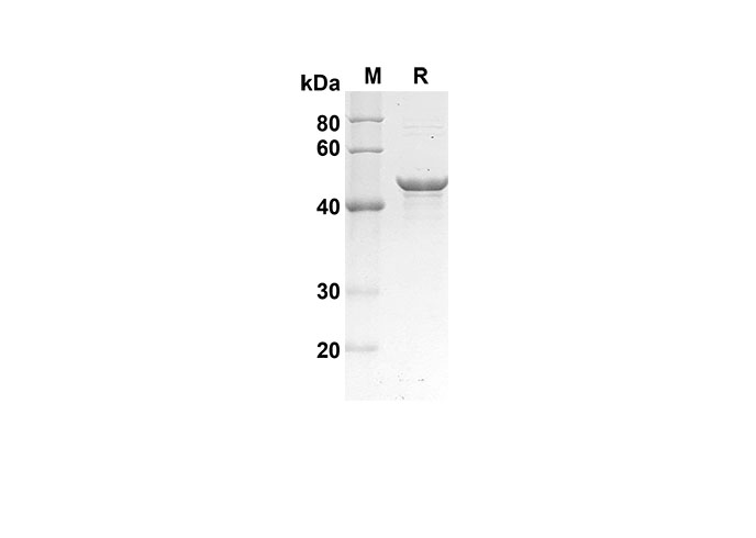 Валидация Elabscience PDEH100567(79)