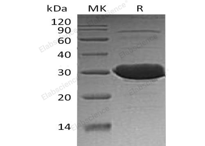 Валидация Elabscience PKSH032248(2757)