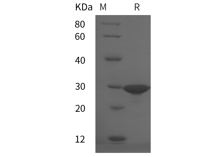 Валидация Elabscience PDMH100141(815)