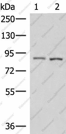 Вестерн-блоттинг, CUL4A, клетки 231 и HepG2