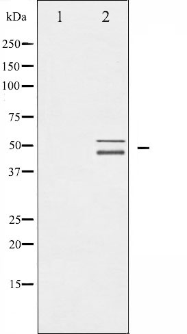 Валидация Affinity AF6246 - 3493