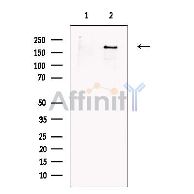 Валидация Affinity AF6426 - 3733