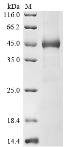 SDS-PAGE