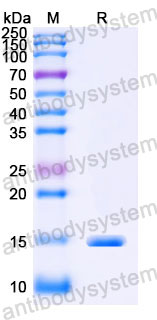 Валидация SDS-PAGE - AntibodySystem RHJ39602