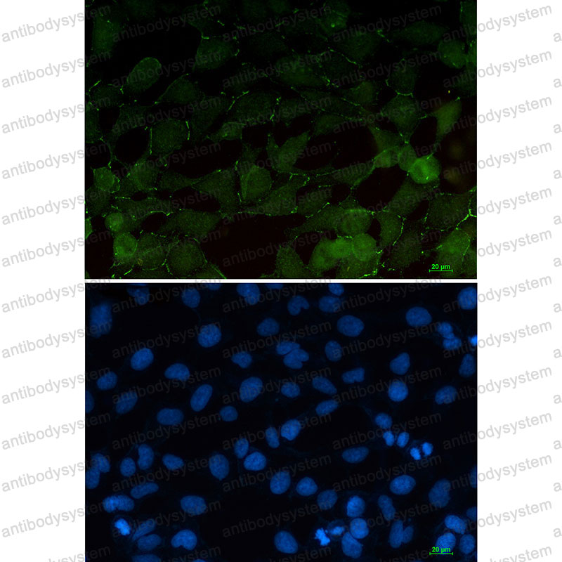 Валидация IF - AntibodySystem RHE07605