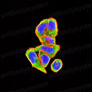 Валидация IF - AntibodySystem RHE23203