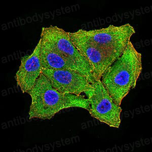 Валидация IF - AntibodySystem RHA00604