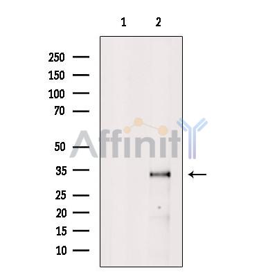 Валидация Affinity DF13581 - 9051