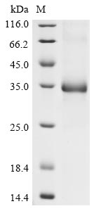 SDS-PAGE