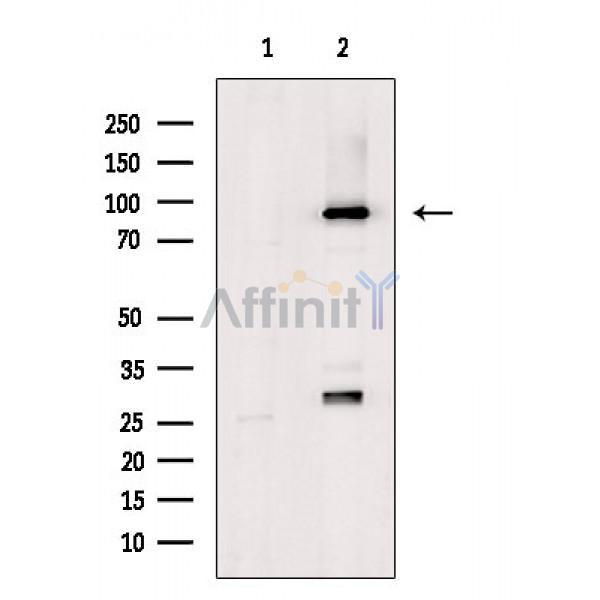 Валидация Affinity DF10061 - 5532