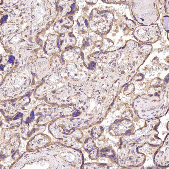 Валидация AntibodySystem RHD75201 (1799)