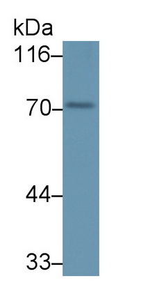 22041