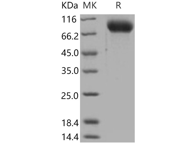 Валидация Elabscience PKSM040683(4663)