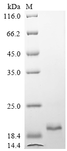 SDS-PAGE