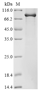 SDS-PAGE