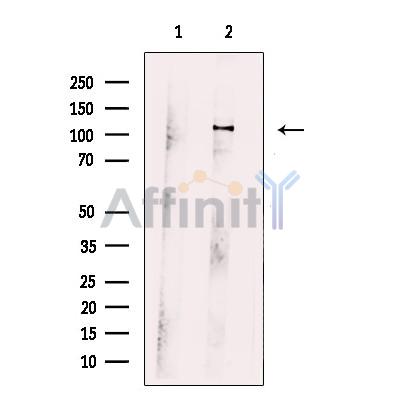 Валидация Affinity DF12173 - 6383
